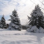 snowtrees