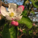 appleblossom